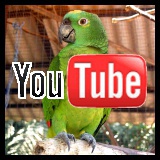 youtube green parrot