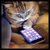 Gato y iPhone